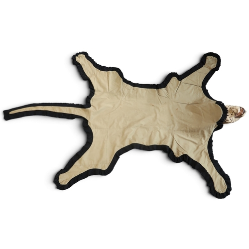 8000 - A leopard pelt with snarling taxidermy head, mounted on black felt and canvas approx. 248cm nose to ... 