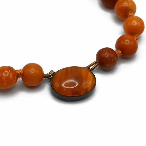 31 - A two row honey amber necklace, with two other single row honey amber necklaces, 107 gramsgross.