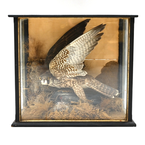 480 - Cased taxidermy, circa 1920, of a juvenile Peregrine Falcon with its kill - a racing pigeon - in a n... 