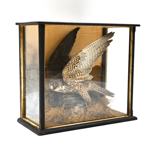 480 - Cased taxidermy, circa 1920, of a juvenile Peregrine Falcon with its kill - a racing pigeon - in a n... 