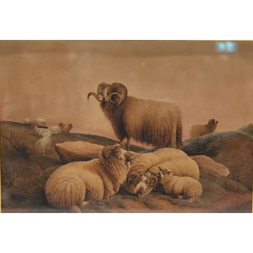 634 - Frederick E. Valter (1850-1930) - Highland Sheep. Watercolour and gouache on paper, sight 41.7cm by ... 