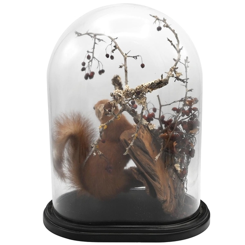 198 - A late 19th Century taxidermy red squirrel on a naturalistic mount within a glass dome on an ebonise... 