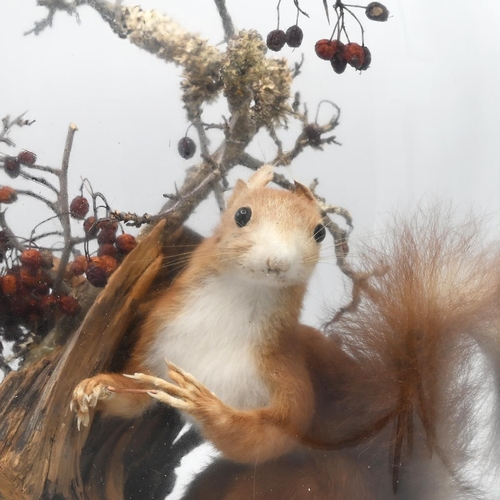 198 - A late 19th Century taxidermy red squirrel on a naturalistic mount within a glass dome on an ebonise... 