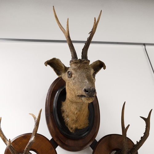 407 - Extra large country house antler coat / hat rack. Shaped walnut frame with 25 pairs of antlers and c... 