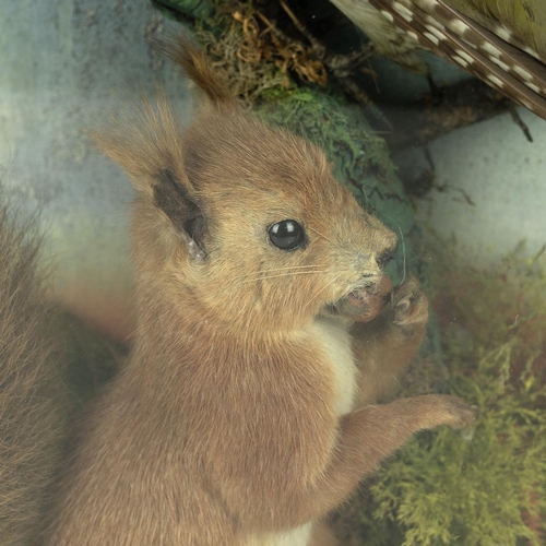 105 - An early 20th-century taxidermy of Red Squirrel and green Woodpecker, set in a naturalistic setting,... 