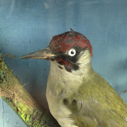 105 - An early 20th-century taxidermy of Red Squirrel and green Woodpecker, set in a naturalistic setting,... 