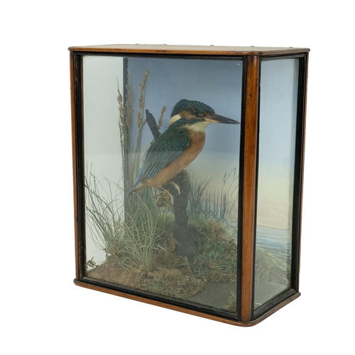 146 - Taxidermy interest - early 20th century Kingfisher well mounted in naturalistic setting in wood and ... 