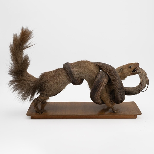 512 - Taxidermy of a corba and mongoose, 28cm high, 37cm long.