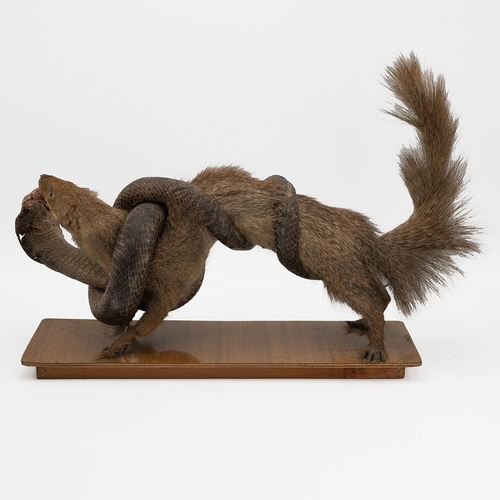 512 - Taxidermy of a corba and mongoose, 28cm high, 37cm long.