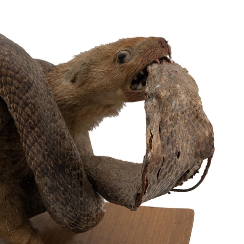 512 - Taxidermy of a corba and mongoose, 28cm high, 37cm long.