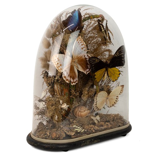 255 - Butterflies on foliage under dome, 19th Century. Glass dome with ebonised base on squat bun feet. W ... 