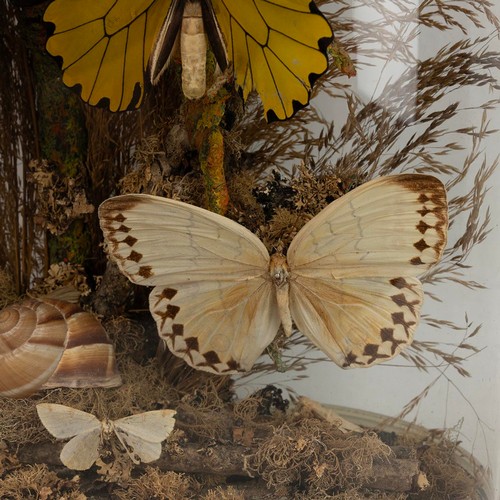 255 - Butterflies on foliage under dome, 19th Century. Glass dome with ebonised base on squat bun feet. W ... 