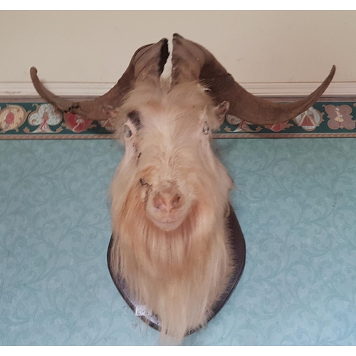 572 - A large 19th early 20th Century Taxidermy of a Puck  Goat.