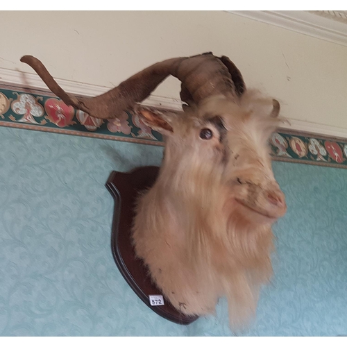 572 - A large 19th early 20th Century Taxidermy of a Puck  Goat.