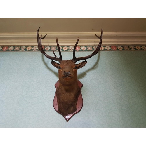 639 - A very good Taxidermy of a Stag with nine points.