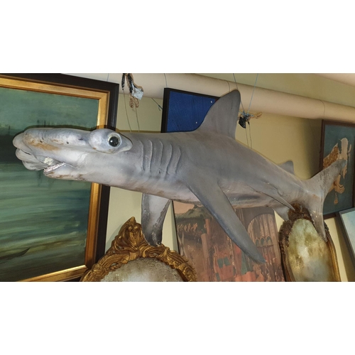 TAXIDERMY/BOTANY: A Taxidermy style prop of a Hammerhead Shark. (1