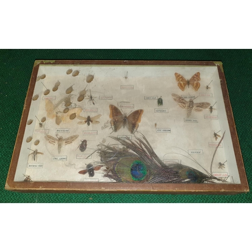 10 - A large quantity of cased and uncased Taxidermy of beetles, moths etc. (Q) (3).