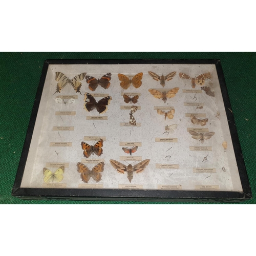 10 - A large quantity of cased and uncased Taxidermy of beetles, moths etc. (Q) (3).