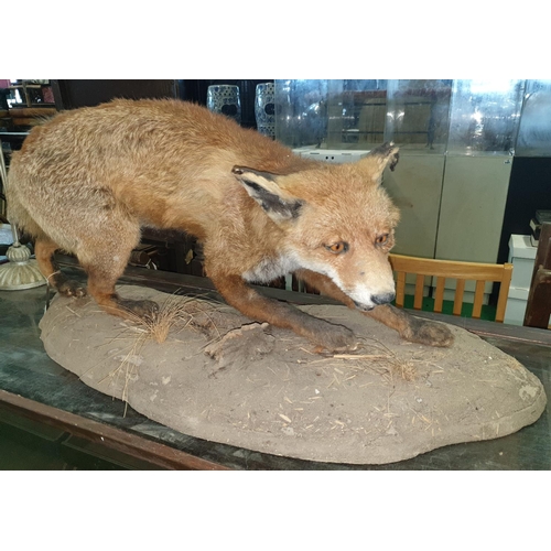 16 - A Taxidermy of a Fox in a naturalistic setting. (1) (9).