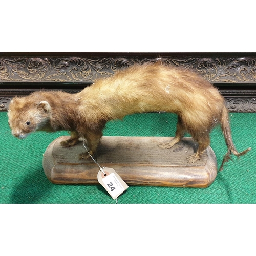 24 - A Taxidermy of a Ferret,  L 40 x H 20cm approx.a foxes skin along with a pheasant  L 66 x H 42cm app... 