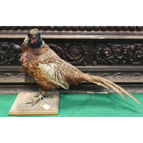 24 - A Taxidermy of a Ferret,  L 40 x H 20cm approx.a foxes skin along with a pheasant  L 66 x H 42cm app... 