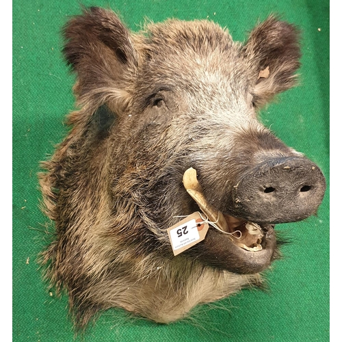 25 - A Taxidermy style of a Boars Head.  W 42 x H 55cm approx.(1)(10)