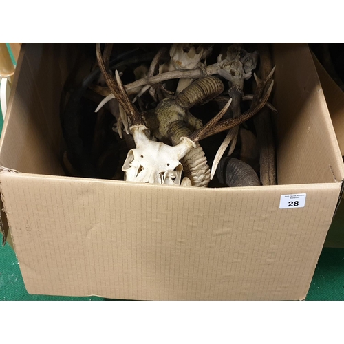 28 - A very large quantity of Antlers (real)along with horns (prop) in one box. (Q)(10)