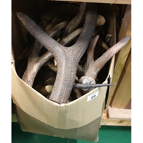 29 - A very large quantity of Antlers (real) along with horns (prop) in one box. (Q)(10)