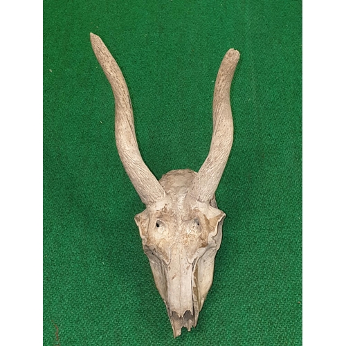 3 - A quantity of Taxidermy Skulls with horns. (Q) (1).