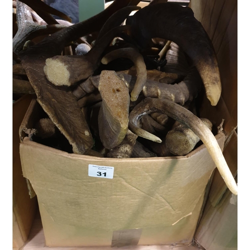 31 - A large quantity of Horns real and props in one box. (Q)