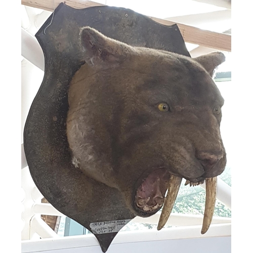 41 - A Taxidermy style head of a Sabre Tooth Tiger on a shield back. Prop.  W 77 x D 75 x H 102cm approx.... 