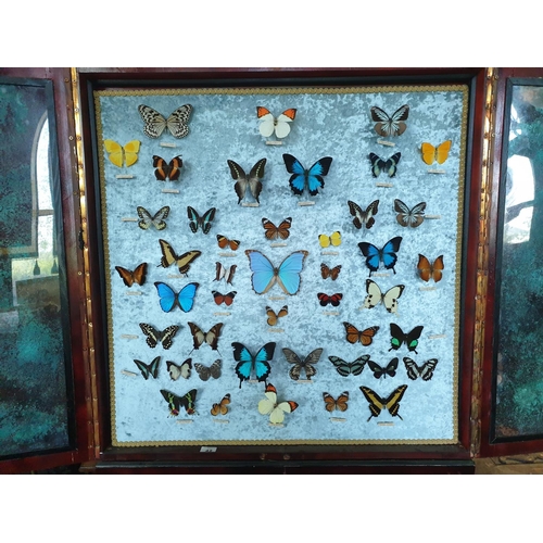 42 - A fantastic cased group of Butterflies on stand.  W 91 x D 31  x H 187cm approx.(1) (15).