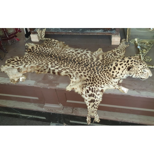 46 - A Taxidermy of a Leopard Skin. L 177cm approx. (1) (19).