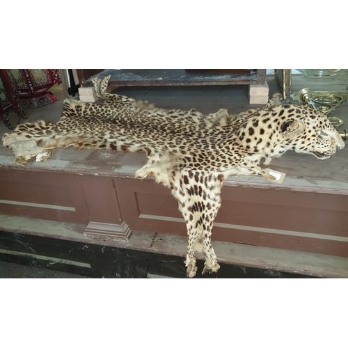 46 - A Taxidermy of a Leopard Skin. L 177cm approx. (1) (19).