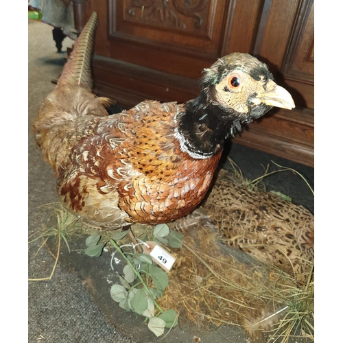 49 - A Taxidermy of a Cock and Hen Pheasant in a naturalistic setting.  W 60 x L 90 x H 40cm approx.(1) (... 