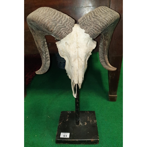 51 - A pair of Taxidermy Ram  Skull and Horns on stands. (2) (23).