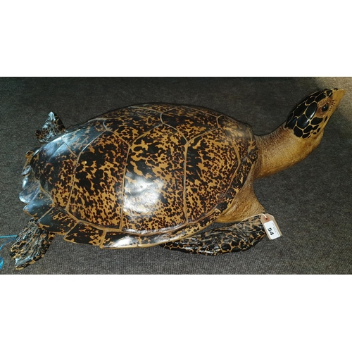 54 - A fantastic pair of naturalistic Taxidermy Tortoises. Prop.  W 52 x L 80cm approx.(2) (17).