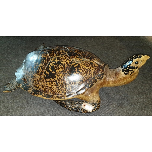 54 - A fantastic pair of naturalistic Taxidermy Tortoises. Prop.  W 52 x L 80cm approx.(2) (17).