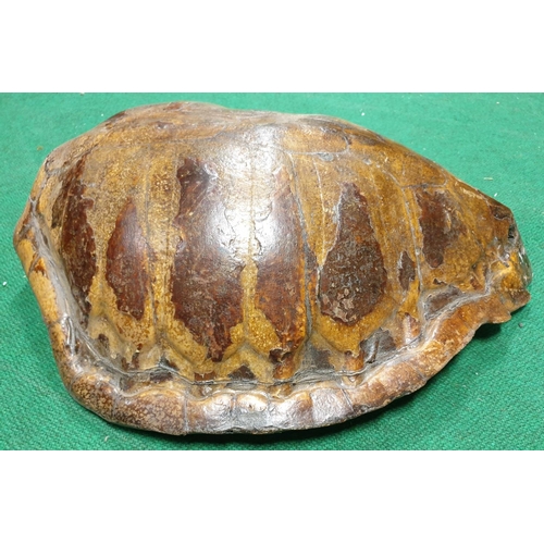 56 - A Taxidermy Turtle Shell. (1) (20)