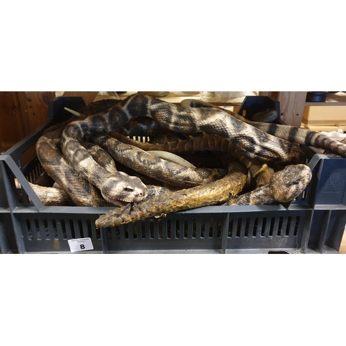 8 - A quantity of Taxidermy style props of Rattlesnakes. (Q) (3).