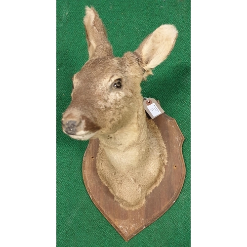 27 - A Taxidermy of a Pikes Head, doe along with a set of horns. (3)(10)