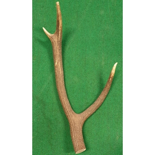 29 - A very large quantity of Antlers (real) along with horns (prop) in one box. (Q)(10)