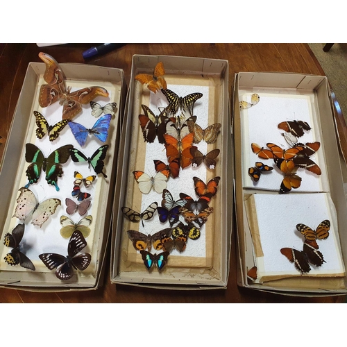 60 - A quantity of Butterflies. (21)