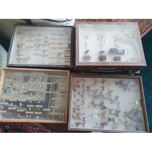 62 - A large quantity of cased Insects etc.