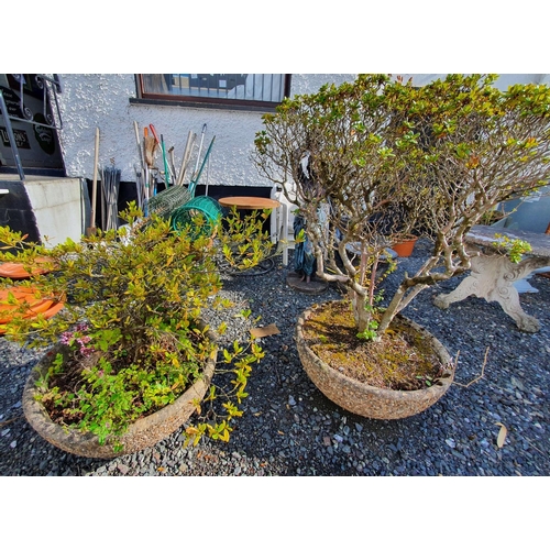 21 - A pair of Bonsai in reconstituted stone pots.