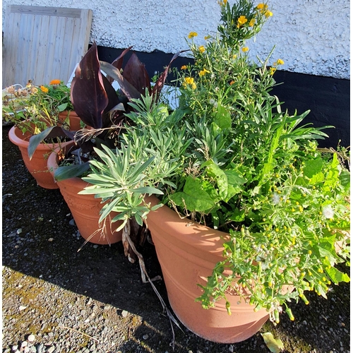 35 - A good quantity of Terracotta style Flower Pots.