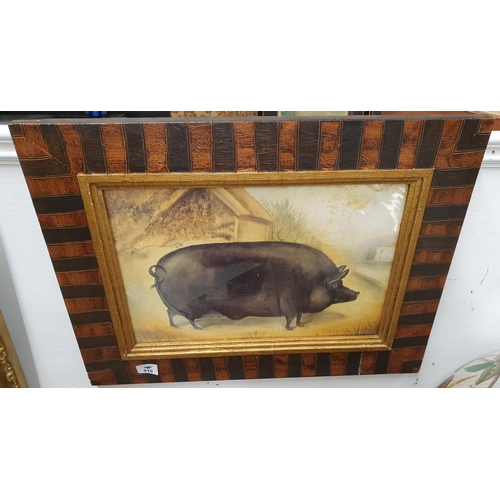 510 - Two Coloured Prints of Pigs. Well framed. 39 x 27 cms.