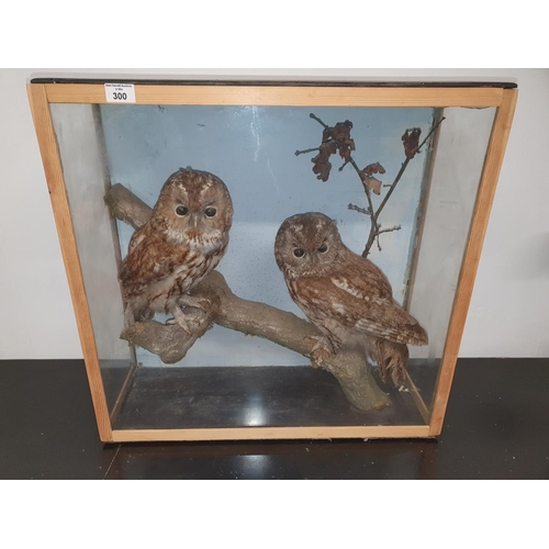 300 - A really good Taxidermy of two Owls.59w x 22d x 57h cms.