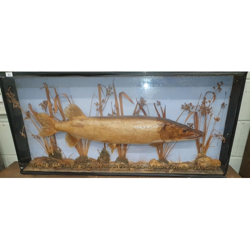 303 - A good Taxidermy of a Pike with inscription for 1897.122w x 15d x 57h cms.