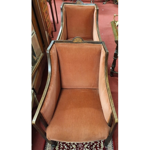 309 - A pair of Edwardian Mahogany Tub Chairs.62W X 63D X seat H 37 cms.